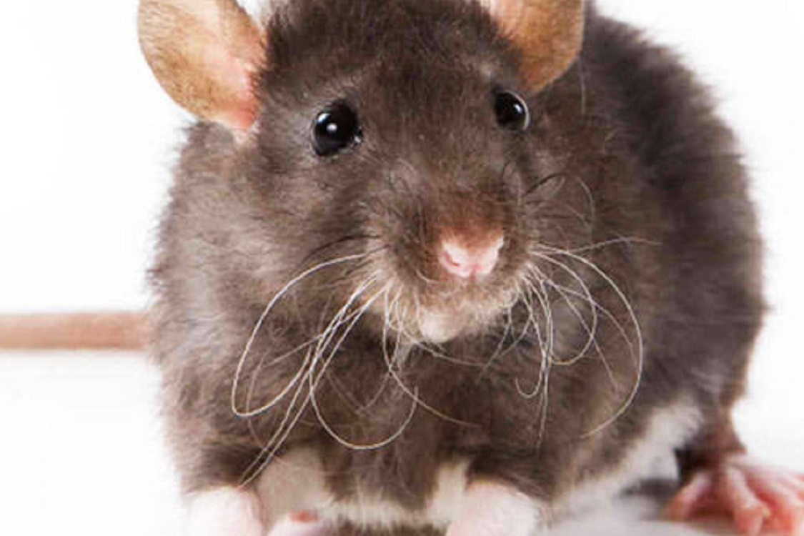 topi in città ratti