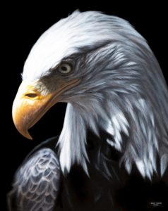 Marco Grasso_Bald Eagle_2022