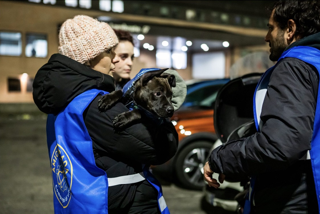 Save-the-dogs