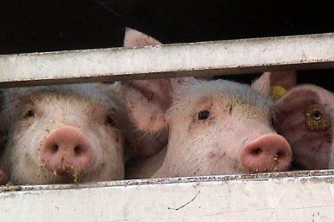 MilanoPost trasporto maiali