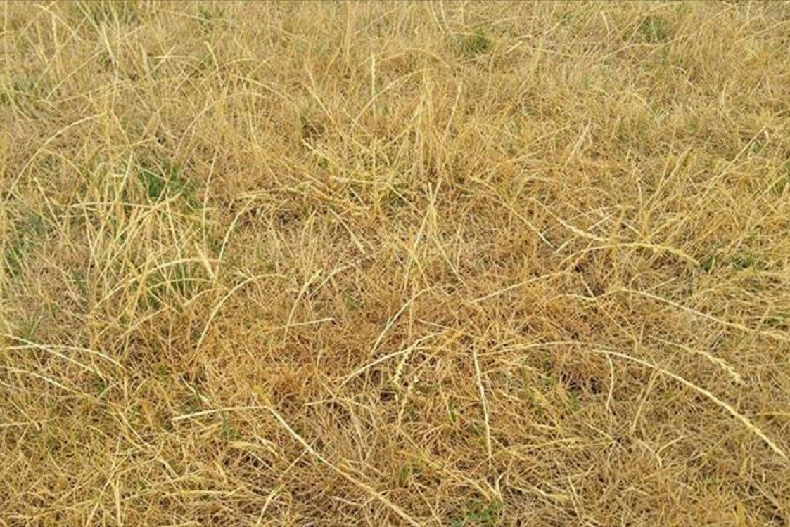 MilanoPost aiuola seccata