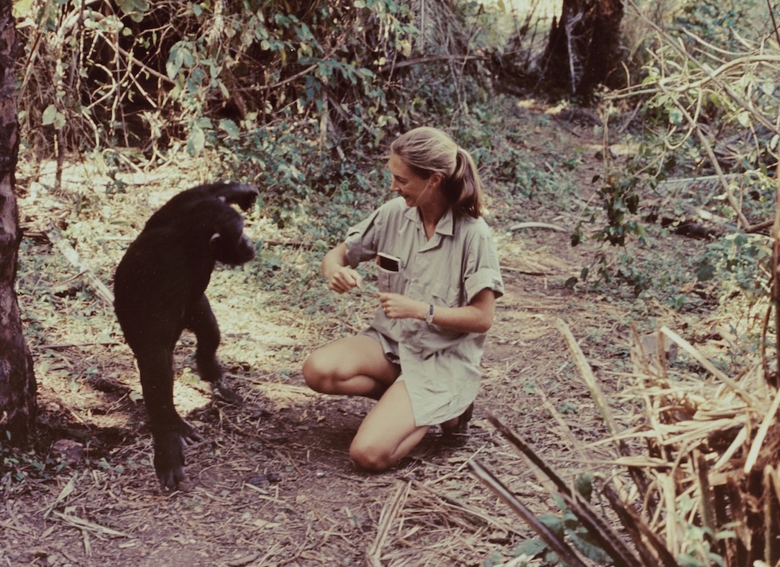 Jane Goodall scienziata morta