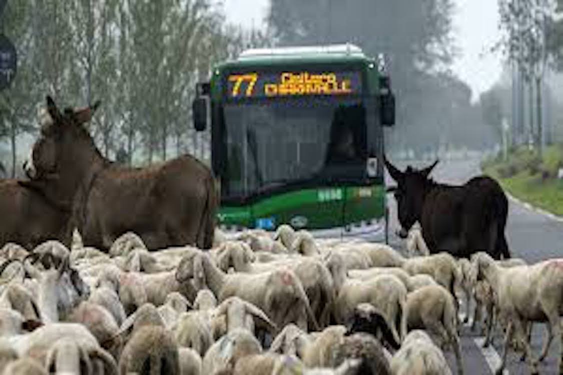 Pecore Corvetto e chiaravalle